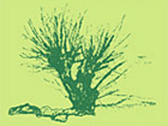 Praxis für alternative Heilmethoden Born a. Darß