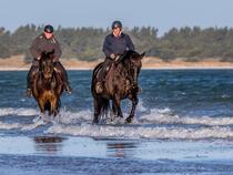 Reittouristik Angelika Bergmann Prerow - Strandausritte