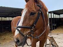 Reittouristik Angelika Bergmann Prerow - kurz vorm Reiten