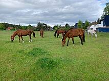 Pferdekoppel in Prerow