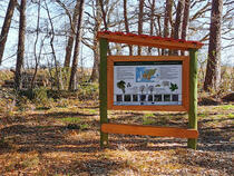 Walderlebnispfad Dierhagen - Infotafel Bergahorn / Spitzahorn