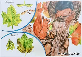 Walderlebnispfad Dierhagen - kindgerechte Infotafel
