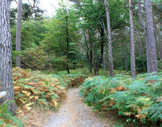 Fahrrad- und Reitweg am Bodden