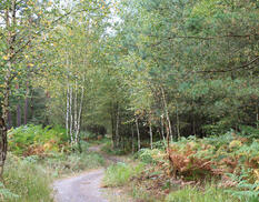 Fahrrad- und Reitweg am Bodden