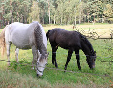 Fahrrad- und Reitweg am Bodden