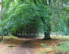 Fahrrad- und Reitweg am Bodden