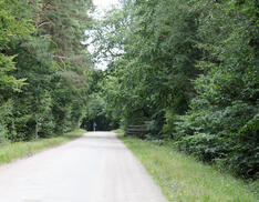 Ribnitzer Moor-Tour - Weg durch den Wald