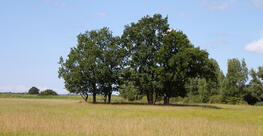 Ribnitzer Moor-Tour - am Bodden entlang