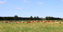 Ribnitzer Moor-Tour - Wiese