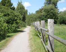Ribnitzer Moor-Tour - Radweg an Koppel vorbei
