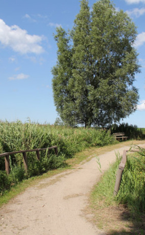 Ribnitzer Moor-Tour - Radweg durch schmalen Schilfgürtel