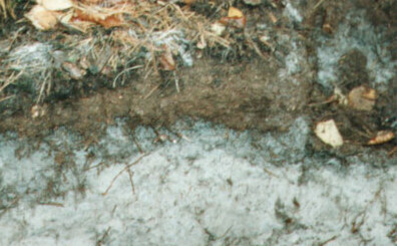 Bodenprofil - Neudarß