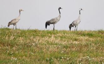 Ferienwohnungen, Ferienhäuser in Kranichnähe buchen
