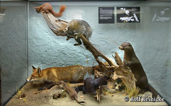 NATUREUM Darßer Ort - Vitrine Säugetiere