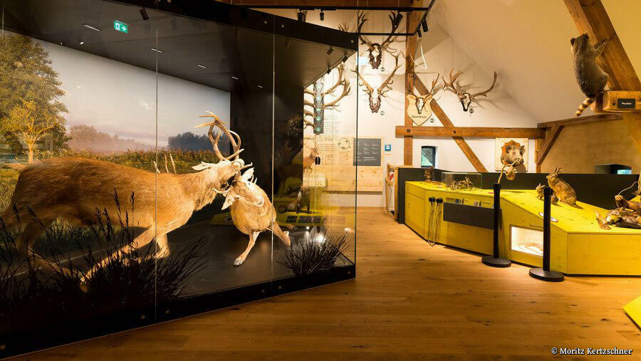 Forst- und Jagdmuseum »Ferdinand von Raesfeld« Born a. Darß